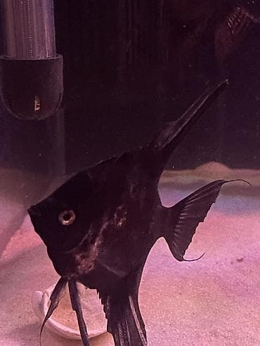 Аквариумные аксессуары и принадлежности: 3ədəd var tam sağlam balığlardı iri ölçüdədir,qiymət 1ədədə ayıtdır — 5