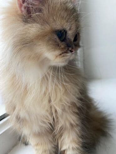 heyvanlar cütləşməsi: Şinşilla — 21