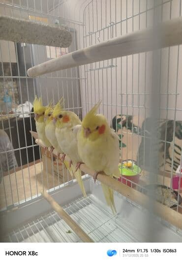 попугай корелла: Təzə yemə düşüblər qəti əl dişləmir lər və əldə dayanırlar biri 40 — 3