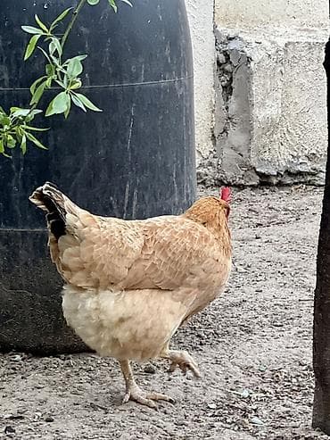 kend toyuqlari: Toyuq, Yumurtalıq — 3