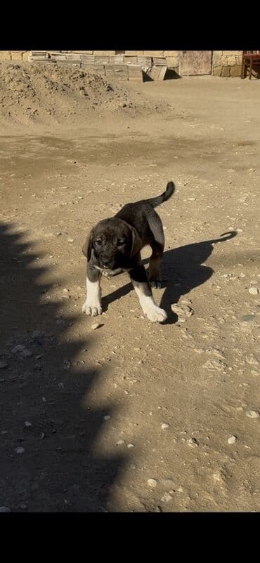 сайт продажи собак: 1 месяц, Самец — 2