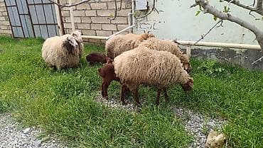 qoyun heyvan: Qoyun ailəsi – ana qoyun və iki quzu - Növ: yerli qoyun (ana) və iki — 9