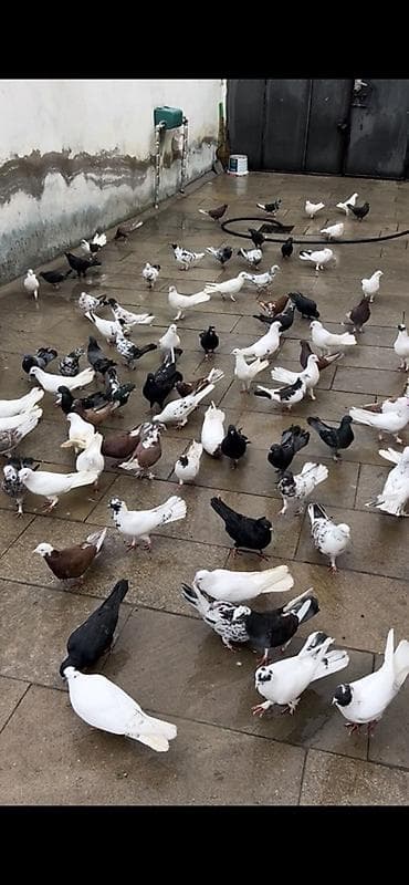 sumqayıt göyərçin: Hamisi satilir, KOM VERILMIR, qiymet 5-15 arasi quwdar xirdalandadi — 2