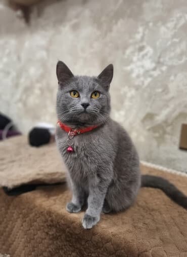 avcarka balaları: Dişi, Yaxşı əllərə, Ünvandan götürmə — 1