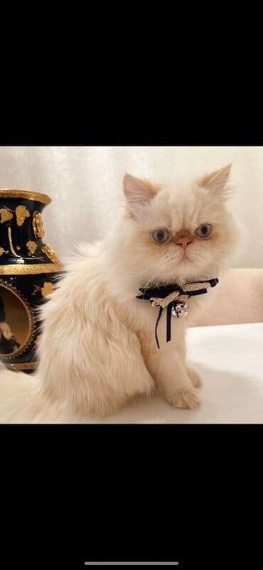 lalafo ev heyvanlari: Fars, Erkək, Cütləşmə üçün — 4