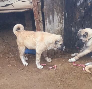 ov itləri: Kanqal, Erkek — 3