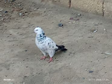 heyvanlara verilen adlar: Nömrəli rəngarəng göyərçin - Rəng: Ağ fon üzərində mavi-boz xallı — 3