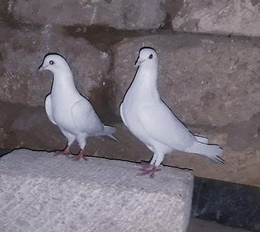 göyerçin yuvası: 20 gun olar binanın üsde QALİR. qalxır toz kimi batır yerin tapmır — 2