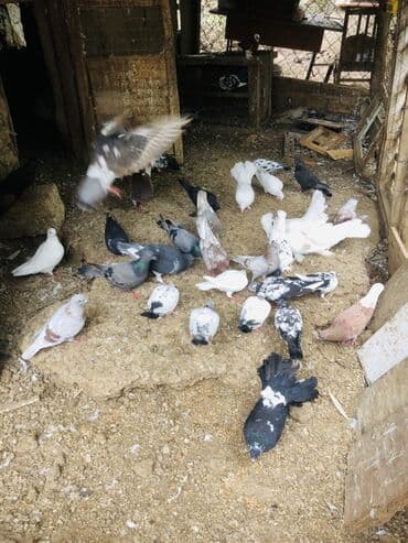 geref quşu: Müxtəlif rənglərə və naxışlara malik ev göyərçinləri mövcuddur. Onlar — 9