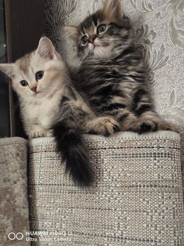 золотая шиншилла котенок: Qızıl şinşilla — 1