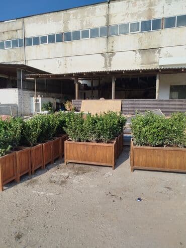 Ravon: Taxta dipçəklər Bir başa sexdən.Sex qiymətinə. ♦️Endrim 2025 dekabr — 2