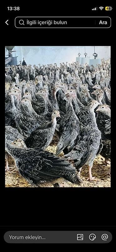 Salam 1 aylıq hinduşka balaları satılır. Rayon və bölgələrə çatdırılma