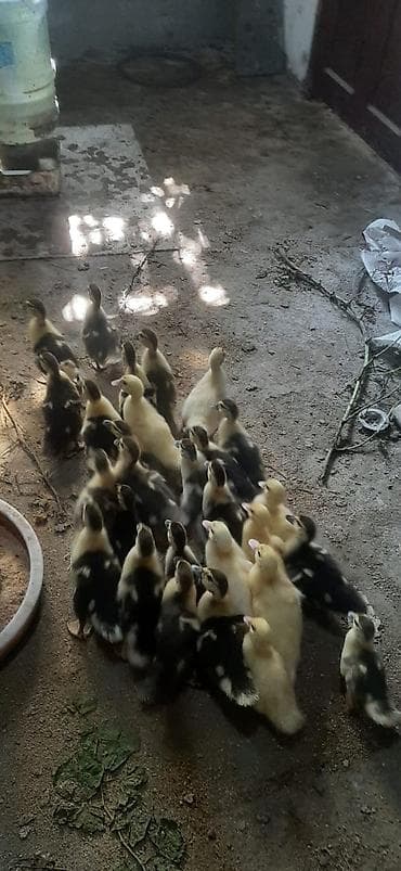 Утки: Lal őrdey balası 21 gůnlůydů bazarda 2 gůnlůyů 6 manata veriller — 2