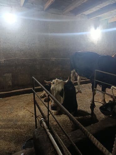 cins inekler: 3 ədəd inək satılır. Yanvar ayında doğmalıdır. Əlavə olaraq 1 baş 3 — 2