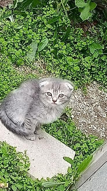 sotland pişik: Şotland — 1