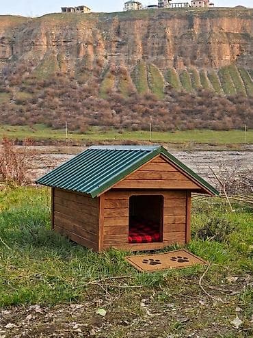 meymun satişi: Salam it yuvasi satilir birinci şekildeki kimi de sata bileriy yani el — 1