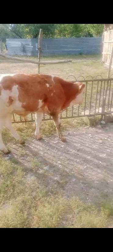 Inəklər, öküzlər: Dişi, Simental, il: 4, Damazlıq, Südlük, Ətlik — 2