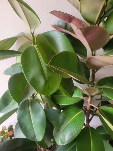 фикус дельтовидный: Allah xeyir versin. Real alici narahat elesin — 2