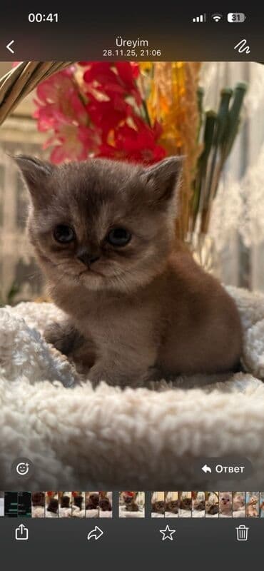 İtlər: Şotland yastı qulaq, Dişi, Yaxşı əllərə, Ünvandan götürmə — 5