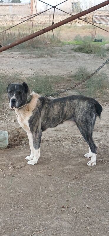 собака отдам в хорошие руки: Гурдбасар, 2 года, Самец, С прививками, Платная доставка — 4