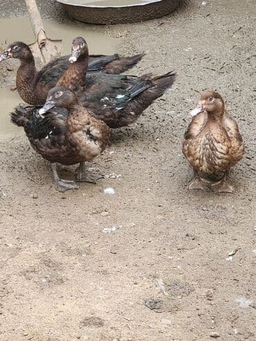 hələb keçisi haqqında məlumat: Lal ördəklər satılır ağır çəki yığan cinslərdir təmiz krasnadar macar — 4