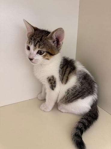 Heyvanlar üçün mallar: Erkək, Yaxşı əllərə — 1