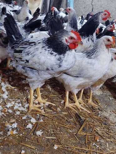 yerli inekler: Курица, Для разведения — 2