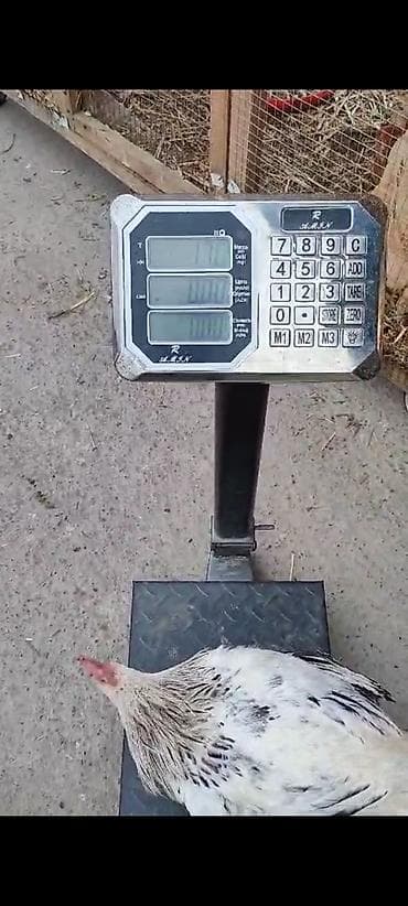 dəvəquşu yumurtası qiyməti: Beçələr Kesilmelik Çəkisi 1600-1900kq Ünvan Salyan rayon noxudlu — 4