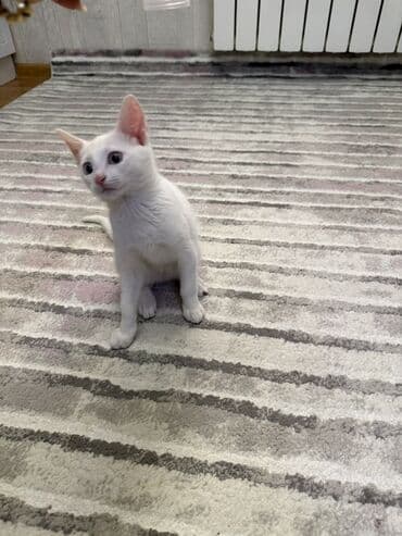 vəhşi pişik: Van, Dişi, Yaxşı əllərə — 5