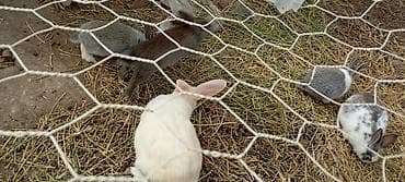 xasgi balası: Salam hərkəsə 1 qiyməti 7 manat ancaq balaları satılır Ev dovşanları – — 5