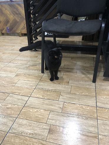 pisiy: Şotland yastı qulaq, Erkək, Yaxşı əllərə, Ünvandan götürmə — 1