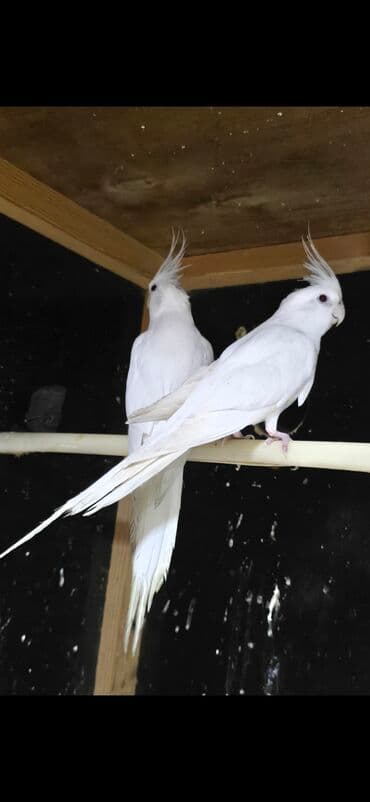 ag dovsan: Ag yanaqsiz erkey va maya cavandilar teze atilib bir yere 9 ayliq. el — 2