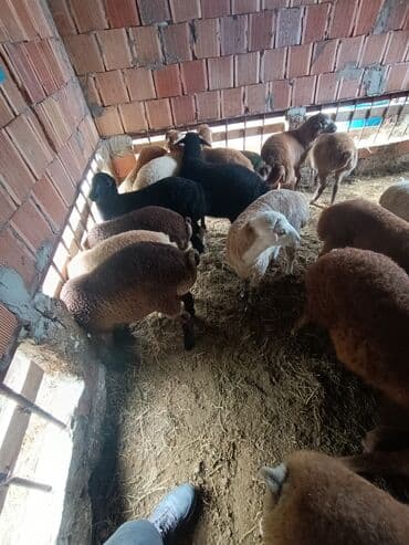 cins ineklerin qiymeti: Salam aleyküm ünvanımz binə atclk qiymet 200 den başdıyır 280 kimi — 3