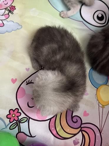 piṣik: Şotland yastı qulaq — 6