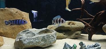 Akvariumlar: Balıqlarla birlikdə, 148 l, Ünvandan götürmə — 4