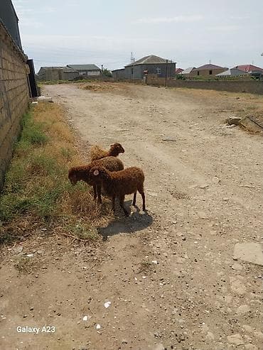 bakida it satislari: Quzular🤎 satılır 2 dişi 1 erkək 3 birlikdə 550 azn satılır 🫠 - — 4