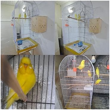 qəfəs: Məhsul: Sarı rəngli dalğalı papuqay cütü və tam avadanlıqlı qəfəs — 1