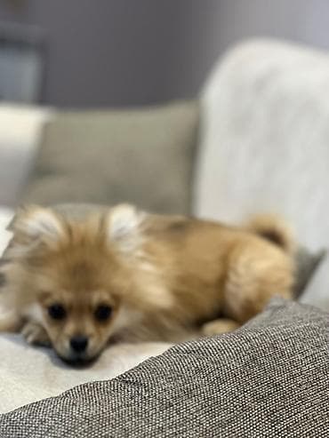 alabaý itleri: Şpitz — 3