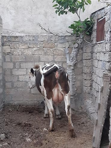 cucə satışı 2023: Birinci qarina ag kirpik 3 aydi dogub mayalandirmisam sudu 12 13 arasi — 3