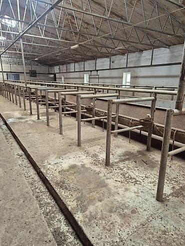 ucar emlak: Ferma mal saxlamaq üçün mükemmel bir yerdi erazisi böyük ve elave — 5