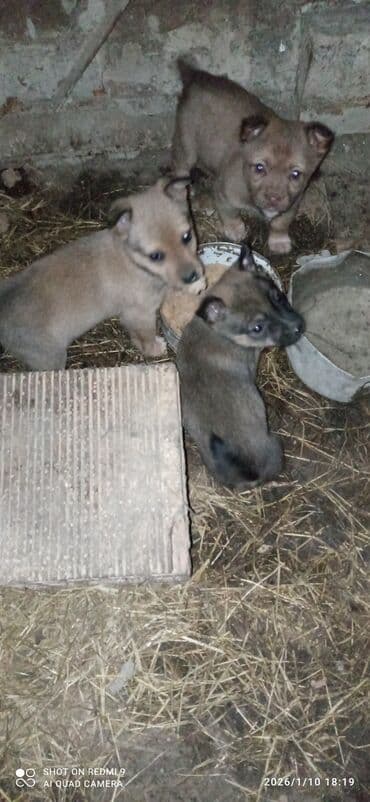 lal ordek satilir: Peyvəndli — 2