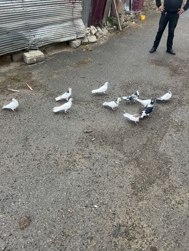 доска объявлений птицы: Salam tərgizilir uçuşlu heyvanlardı. Kom 10 m dan. Qış girdiynə göre — 2