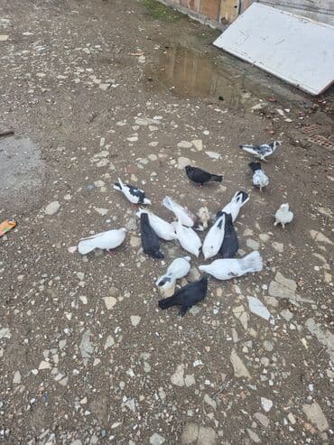 стол стойка для кухни: Qonaq masası — 2