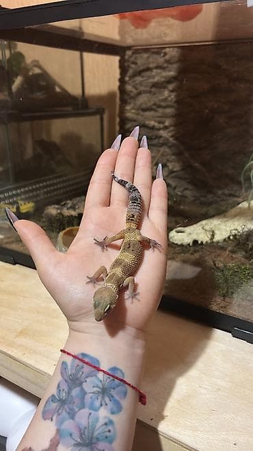 heyvan satişi: 2 dişi qiymet 1ne aiddir . Cüt endirimli olacaq Növ: Leopard gekko — 3