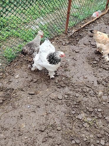 toyuq quba: Toyuq, Brama, Damazlıq — 2