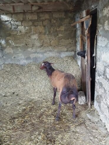 qurbanlıq qoyun: Qala cinsi qoc 7 Aylinq diri cekib 9 azn unvandan goturmek sertiyle — 6