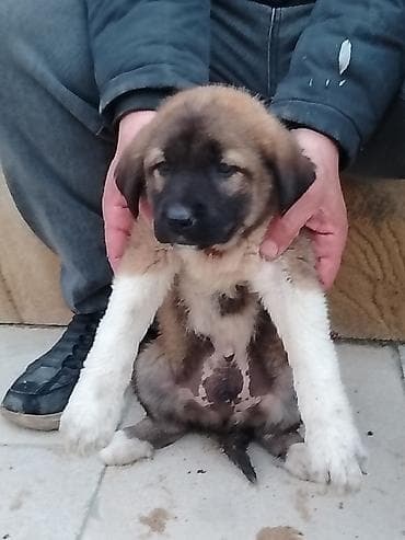 Qurdbasar, 1 ay, Erkek, Pulsuz çatdırılma