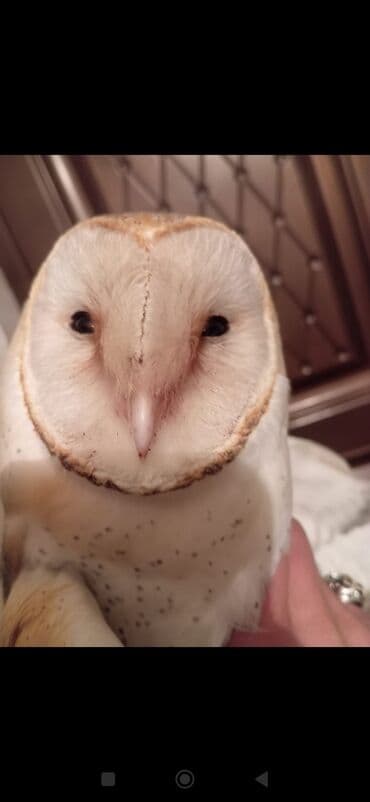 Tür: Bayquş (ehtimalən barn owl – “ağ bayquş” tipli) Təsvir: - Üz