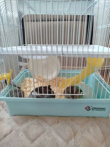 tək qaş: 4 eded xomyak tek tek alinsa 5 azn (baladi) ev ile birlikde alinsa — 4