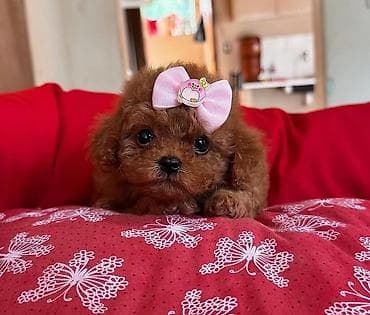 izvanok itler: Pudel, 3 ay, Dişi, Peyvəndli, Ünvandan götürmə — 5